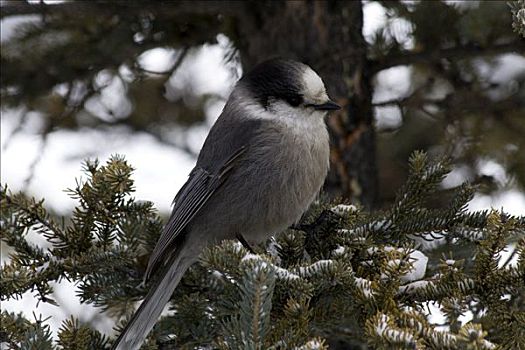 灰色,鸟类,杉枝,育空地区,加拿大