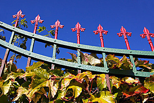 波士顿,常春藤,秋天,攀登,老,熟铁,花园,栅栏