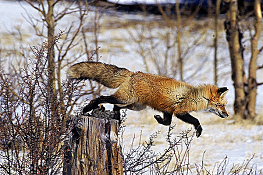 红狐,狐属,成年,跳跃,树桩,加拿大