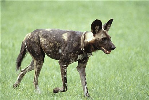 非洲野狗,非洲野犬属,追踪,项圈,莫瑞米,野生动植物保护区,博茨瓦纳