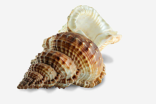 海蜗牛,壳