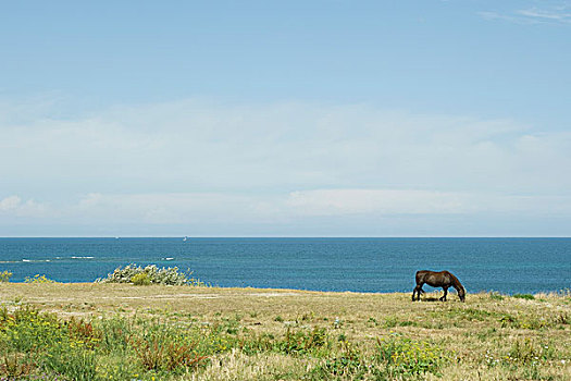 马,放牧,沿岸,场景