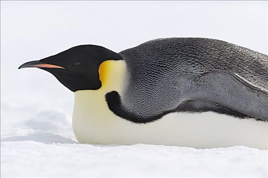 帝企鹅,雪丘岛,威德尔海,南极