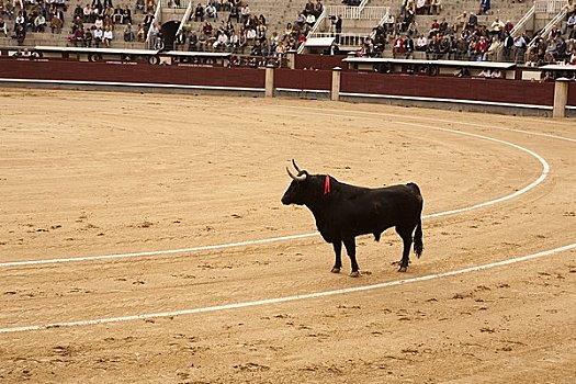 公牛,马德里,西班牙