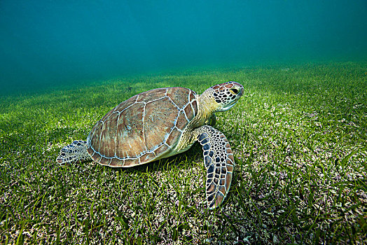 绿海龟,龟类,墨西哥