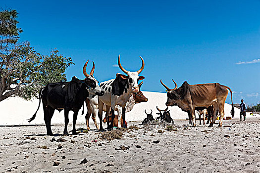 牛,马达加斯加,非洲