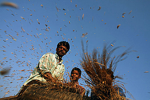 农民,脱粒,稻田,收获,季节,乡村,孟加拉,十二月,2008年
