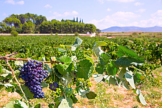 酿酒葡萄,就绪,丰收,地中海,葡萄园