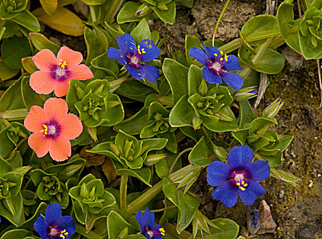 深红色,海绿属植物,蓝色,花,克里特岛,希腊,欧洲