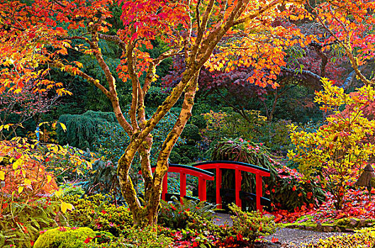 红色,桥,秋色,日式庭园,宝翠花园,温哥华岛,不列颠哥伦比亚省,加拿大