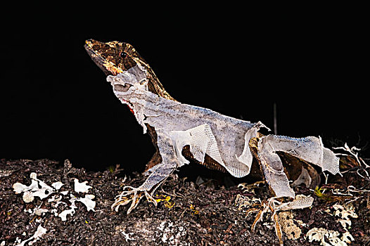 蜥蜴,西北地区,厄瓜多尔