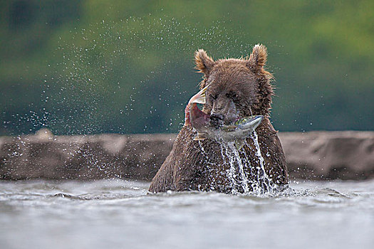棕熊,红大马哈鱼,堪察加半岛,俄罗斯,欧洲