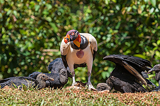 腐食,黑美洲鹫,王鹫,哥斯达黎加,中美洲