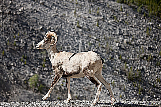 高山石羊,公羊,阿拉斯加公路,湖,省立公园,北方,不列颠哥伦比亚省,加拿大