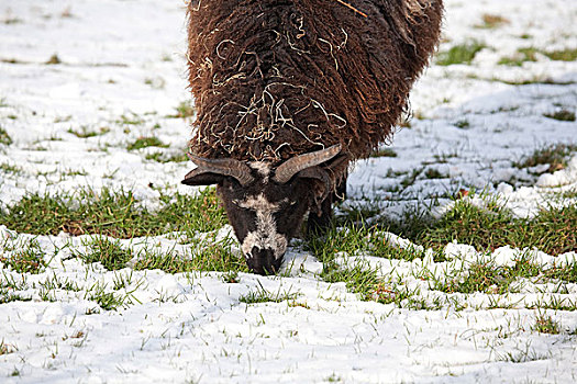 绵羊,犄角,冬天