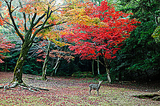鹿,树林,正面,树,秋叶,宫岛,公园,日本