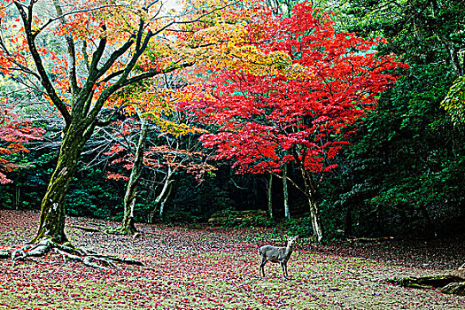 鹿,樹林,正面,樹,秋葉,宮島,公園,日本
