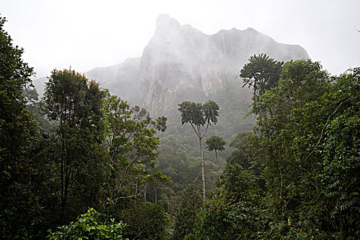 山丘,雨林,马达加斯加,非洲