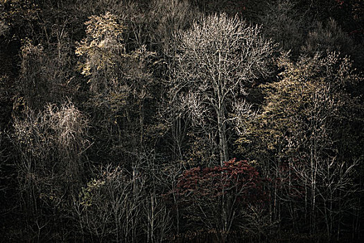 秋日树林,北海道,日本