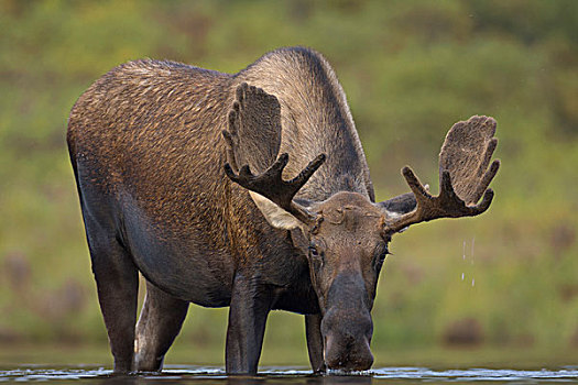 阿拉斯加,驼鹿,雄性动物,鹿角,进食,苔原,水塘,德纳里峰国家公园