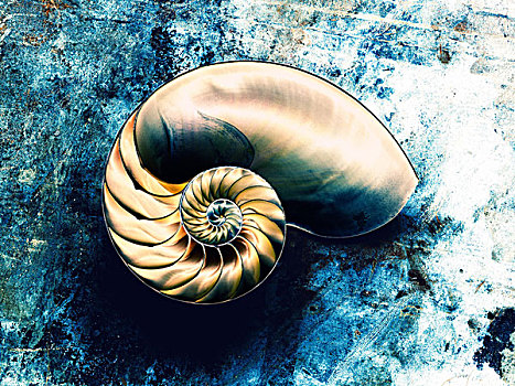 鹦鹉螺贝壳,蓝色背景,背景