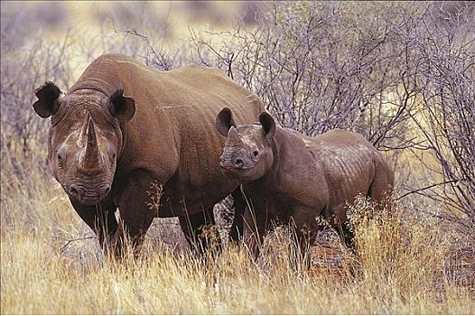 荒芜,黑犀牛,母兽,哺乳动物,卡拉哈里沙漠,南非共和国,动物