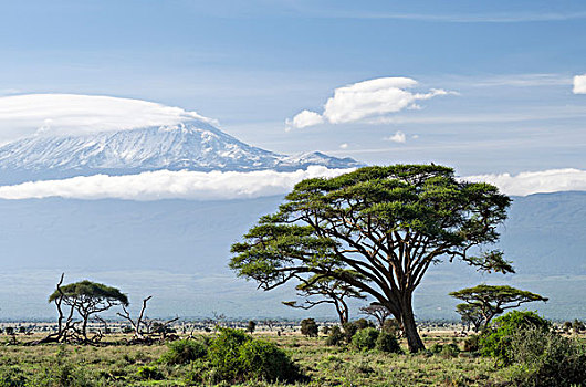 乞力马扎罗山,风景,安伯塞利国家公园,肯尼亚,非洲,大幅,尺寸