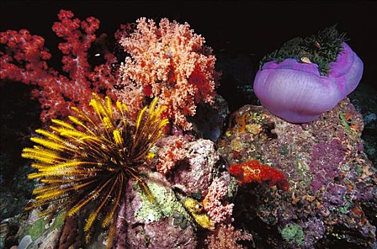 礁石,景色,毛头星,软珊瑚,紫色,海葵,公主海葵,所罗门群岛