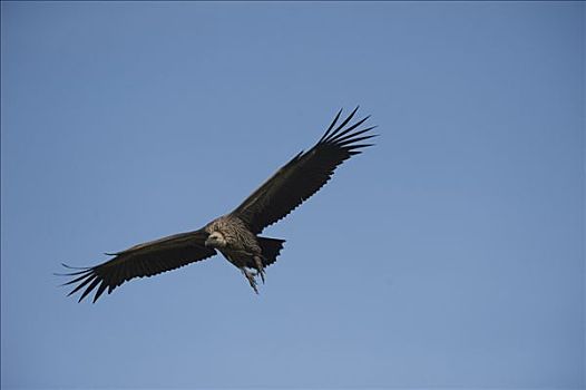 秃鹰,飞行,马赛马拉,肯尼亚