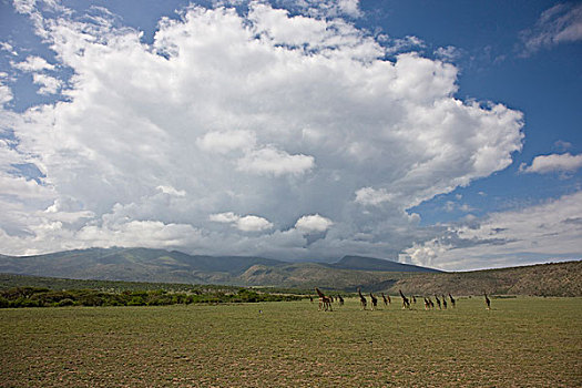 非洲,坦桑尼亚,长颈鹿,牧群,乌云,上方,山,恩戈罗恩戈罗,保护区