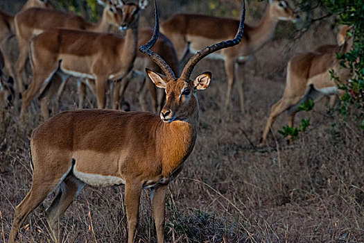 肯尼亚纳库鲁国家公园黑斑羚