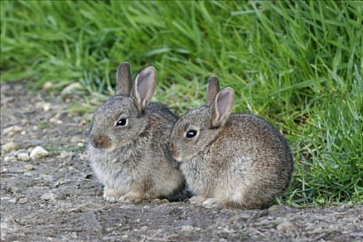 欧洲兔,兔豚鼠属,幼兽,莱斯特,英格兰