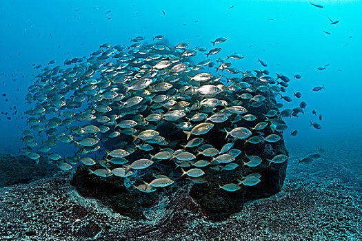 鱼群,游动,正面,岩石,礁石,马德拉岛,葡萄牙,欧洲,大西洋