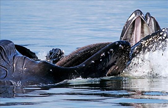 几个,驼背鲸,大翅鲸属,鲸鱼,水,阿拉斯加,北美