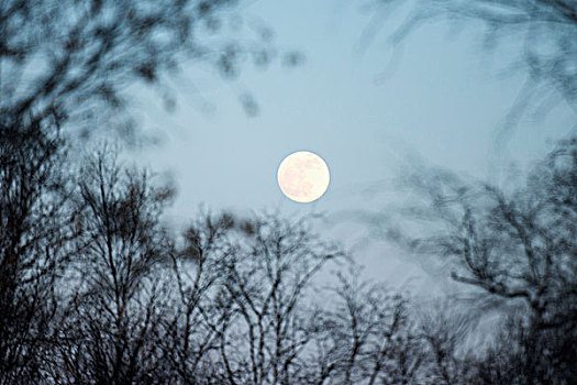 满月,蓝天,剪影,无叶,树枝,曼尼托巴,加拿大