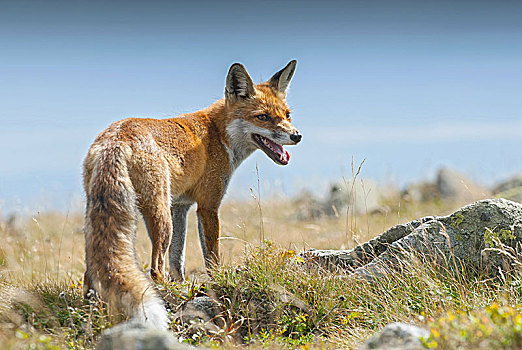 幼兽,欧洲,红狐,狐属,国家公园,波兰