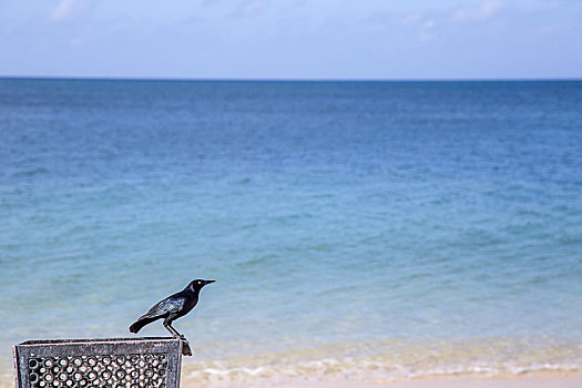 古巴-特立尼达的安康海滩
