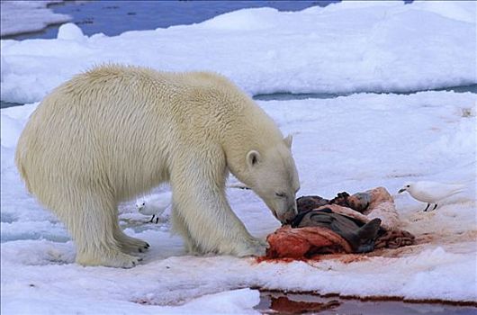 北极熊,海豹,畜体,北极