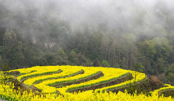 重庆酉阳,小雨晨雾满山涧,金波道道秀梯田