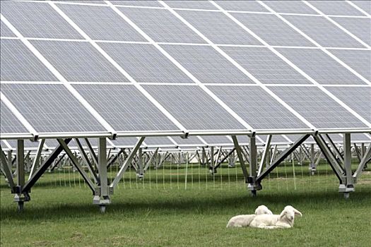 羊羔,卧,下方,太阳能电池板,巴伐利亚,德国,欧洲