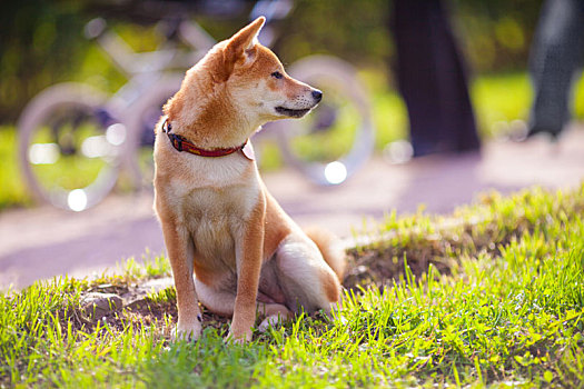 年轻,柴犬,坐,公园