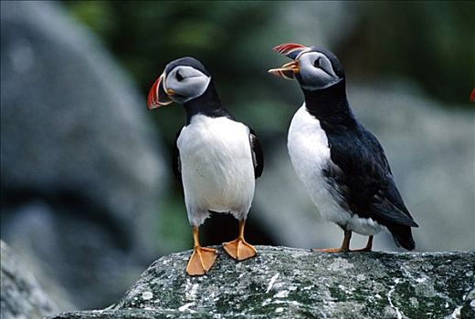 大西洋角嘴海雀,北极,肖像,鸟岛,挪威