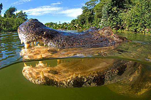 宽吻鳄,动物,张嘴,南马托格罗索州,潘塔纳尔,巴西,南美