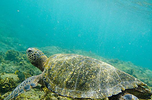 海龟,水下,加拉帕戈斯