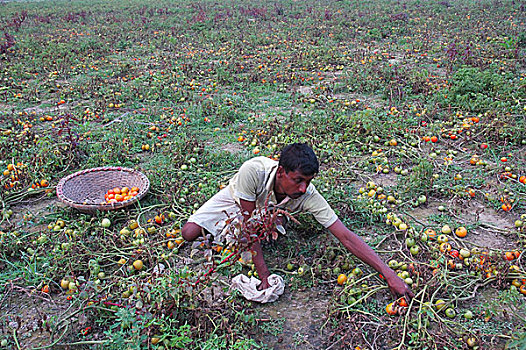 农民,收集,西红柿,地点,孟加拉,2008年
