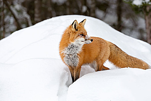 红狐,狐属,站立,大雪,阿尔冈金省立公园,安大略省,加拿大,北美