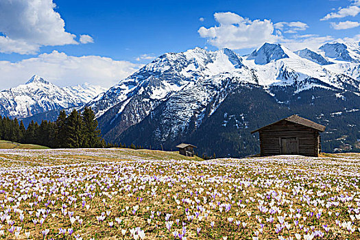 藏红花,草地,山,提洛尔,奥地利,欧洲