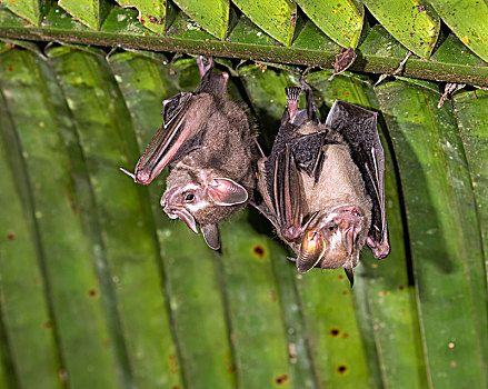 蝙蝠,栖息,棕榈叶,雨林,伯利兹,中美洲