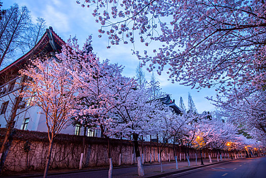 南京鸡鸣寺盛开的樱花风光