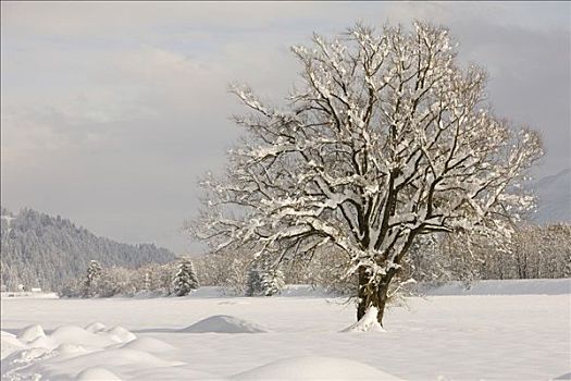 积雪,孤单,站立,树,山谷,克恩顿州,奥地利,欧洲